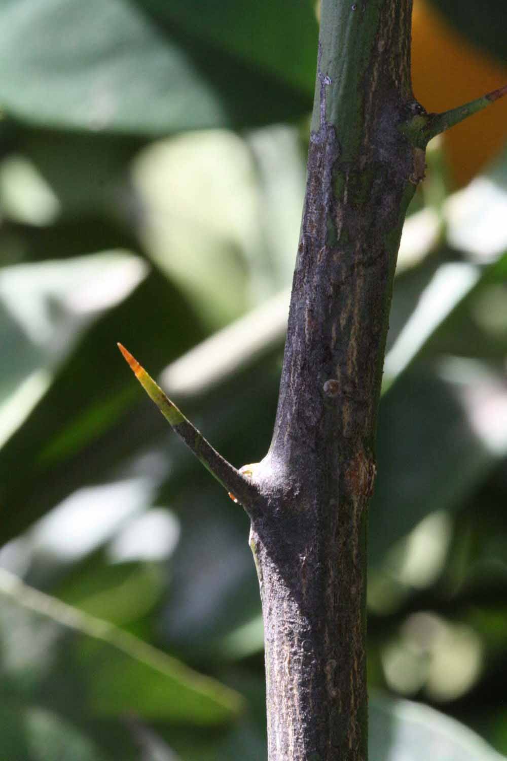                 Second - third year twig (Precoce de Valence,   Riverside, CA)       